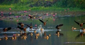 জাবির প্রাণ ফিরিয়েছে অতিথি পাখিরা