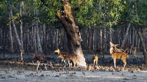 দীর্ঘ সাত মাস পর খুলে দেওয়া হলো সুন্দরবন