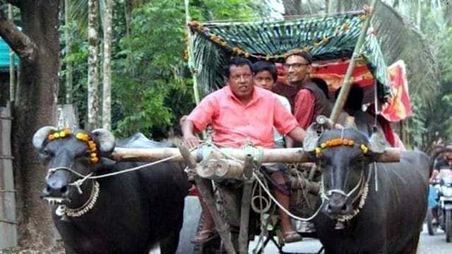 মহিষের গাড়িতে বউ নিয়ে আসলেন শুভ