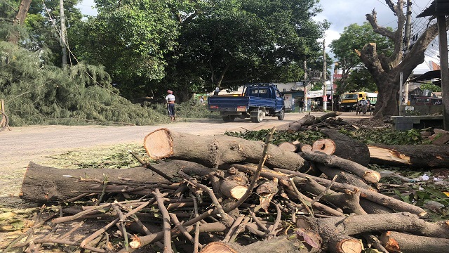 উন্নয়ন কাজের অজুহাতে গাছ কাটা হচ্ছে