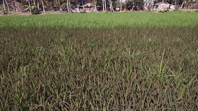 ফকিরহাটে প্রথমবারের মতো চাষ হলো 'পারপেল লিফ রাইচ'