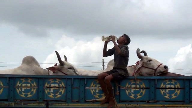 বাংলাবাজার-শিমুলিয়া ঘাটে পশুবাহী ট্রাক ও পণ্যবাহী ট্রাকের দীর্ঘ সারি, পারাপারের অপেক্ষায় ঘাটে আটকে আছে ছোটবড় ৫শতাধিক ট্রাক