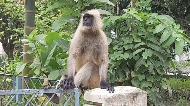 গোপালগঞ্জে মাতিয়ে বেড়াচ্ছে কালোমুখো হনুমান