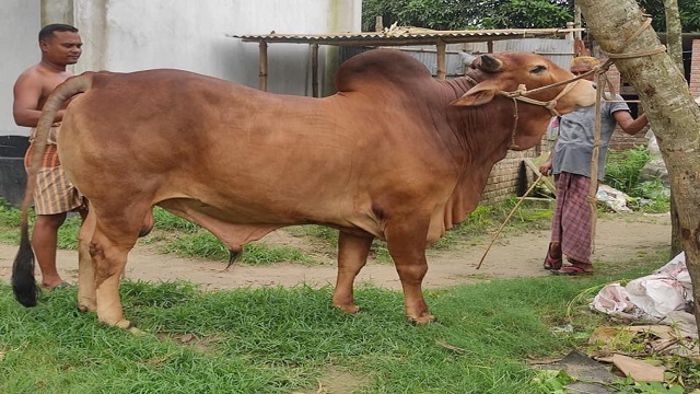 এবারও ১৭ জুলাই থেকে ট্রেনে চড়বে কোরবানির পশু