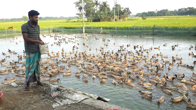 করোনার কঠিন সময়ে হতাশাকে দুরে ঠেলে, পাবনায় হাঁস পালনে স্বাবলম্বী দুই বন্ধু