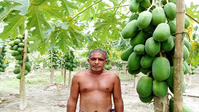 পেঁপে চাষে সফল গাইবান্ধার আজাদ