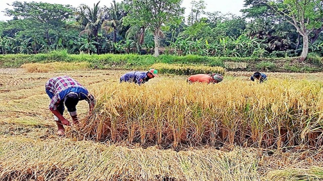 ফকিরহাটে অসহায় কৃষকের ধান কেটে দিল রোভার স্কাউট