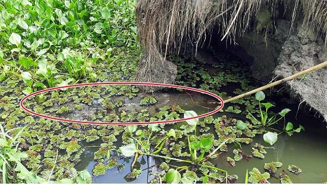 অসুস্থ হয়ে পড়েছে খানজাহান আলী (রহ.) দিঘির পুরুষ কুমির মাদ্রাজ