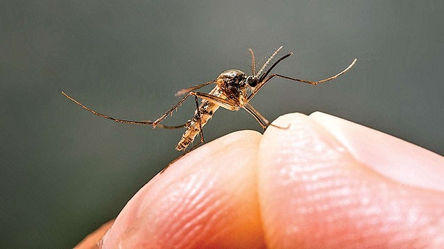 রাজধানীর যেসব এলাকায় ডেঙ্গুর প্রকোপ বেশি