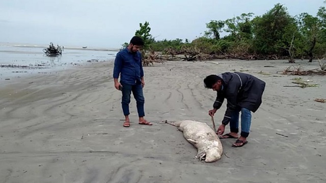 আবারও কুয়াকাটা সমুদ্র সৈকতে মৃত ডলফিন