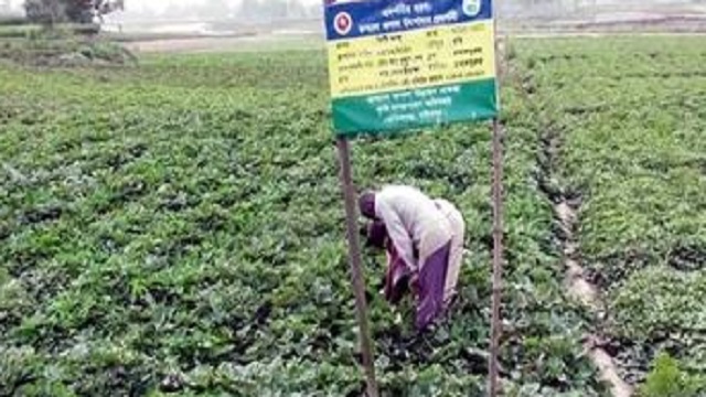 গাইবান্ধায় নতুন জাতের মিষ্টি আলুর চাষ, জাপানে রপ্তানির উদ্যোগ