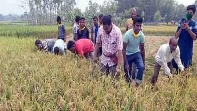 কৃষকের ধান কেটে ঘরে তুলে দিলেন- উপজেলা চেয়ারম্যান ও ছাত্রলীগ নেতাকর্মীরা