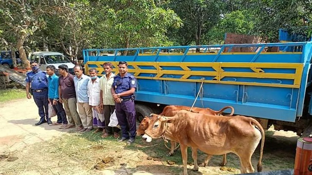 ঘোড়াঘাটে চোরাই গরু উদ্ধার সহ ৫ জন আটক