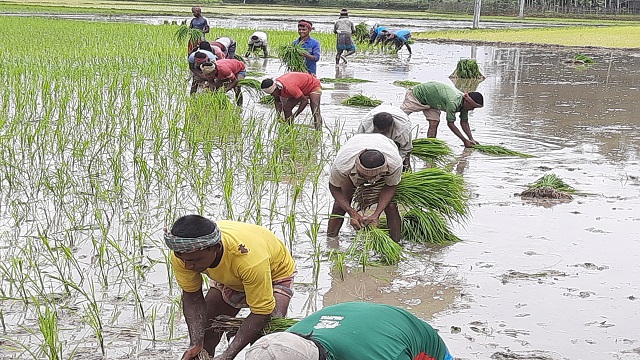 ঘোড়াঘাটে আমন চাষে ব্যস্ত কৃষকরা।