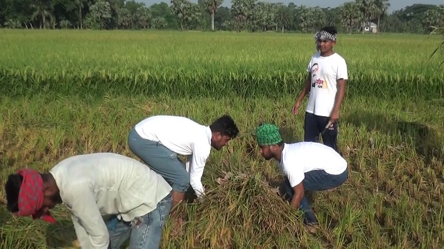 জমির ধান কেটে ঘরে তুলে দিলো ছাত্রলীগ