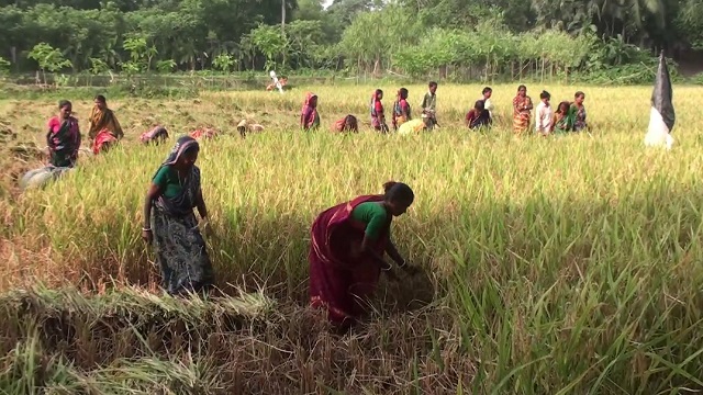 কোটালিপাড়ায় কৃষকের জমির ধান কেটে দিলে একদল কৃষাণী