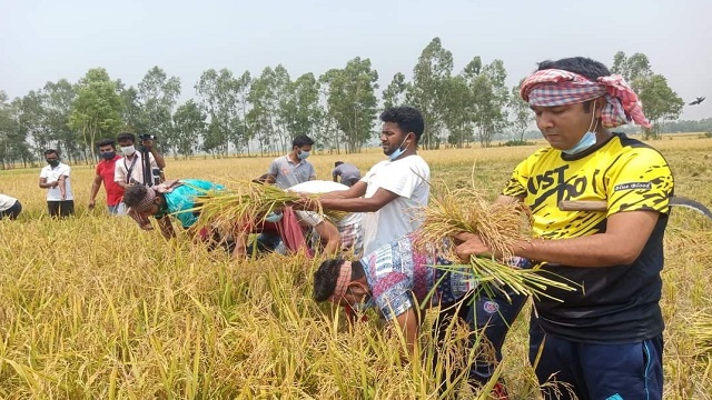 হিলিতে ক্ষুদ্র নৃগোষ্ঠী  কৃষকের ধান কেটে দিলেন ছাত্রলীগ