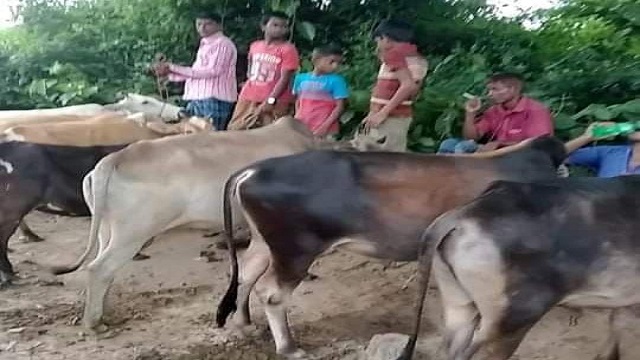 চুনারুঘাটে অবৈধ গরুর হাট, রহস্যজনক কারণে ব্যবস্থা নেয়নি উপজেলা প্রশাসন