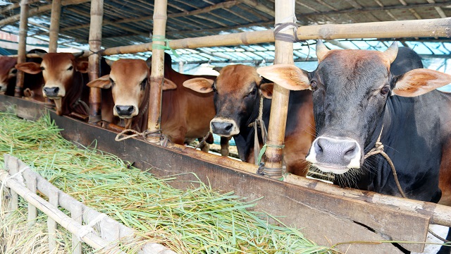 কোটালীপাড়ায় গরু নিয়ে বিপাকে পড়েছেন সোনাখালী গ্রামের শতাধিক খামারী