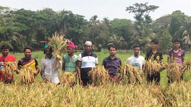 কোটালিপাড়ায় দরিদ্র কৃষকের ধান কেটে দিচ্ছে ছাত্রলীগ