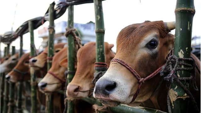 রাজধানীর ২৩ স্থানে বসবে অস্থায়ী কোরবানির পশুর হাট 