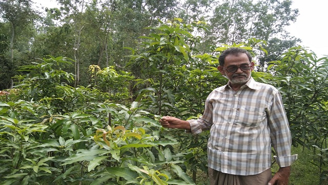 মান্দায় নার্সারি করে সফল মীর কাসেম