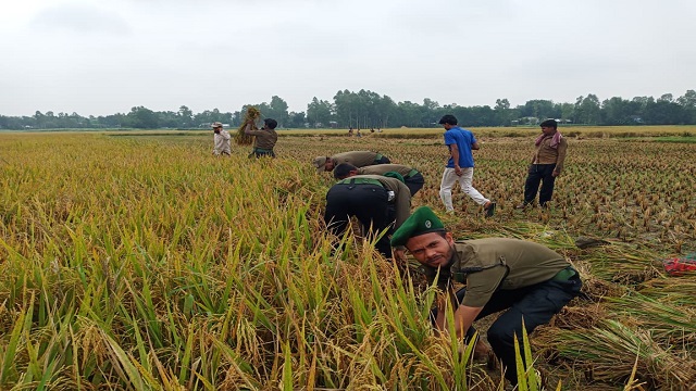 ভাঙ্গুড়া পৌর এলাকার এক দরিদ্র কৃষকের জমির পাকা ধান কেটে বাড়িতে পৌঁছে দিল উপজেলা আনসার কমান্ডাররা।