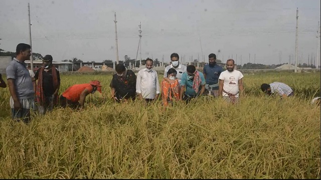 সাতক্ষীরায় কৃষকের চার বিঘা জমির ধান কেটে দিলেন আওয়ামী লীগ নেতারা