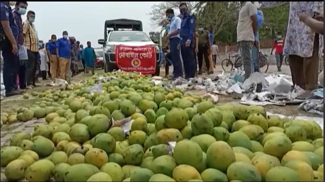 সাতক্ষীরার কালিগঞ্জে বিষাক্ত কেমিক্যাল দিয়ে পাকানো ৪৯ ক্যারেট আম বিনষ্ট