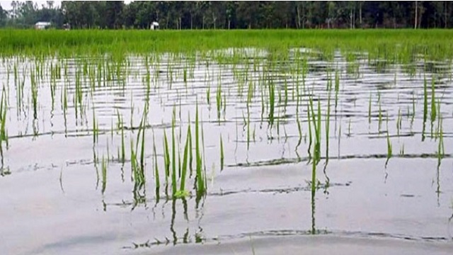 বন্যায় ক্ষতির মুখে  ২১০০ হেক্টর জমির আমন ধান