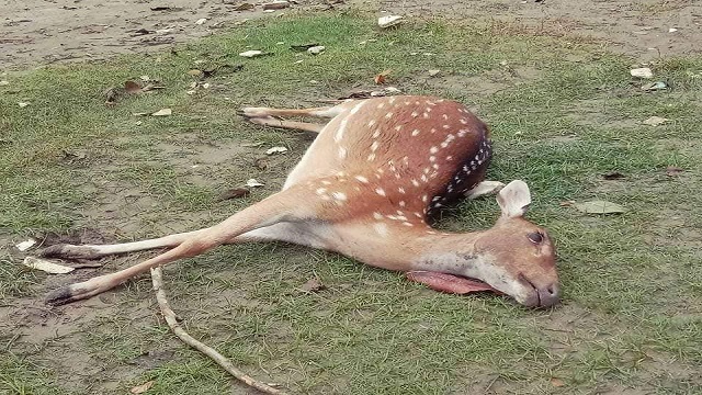 ঘূর্ণিঝড় ইয়াসে শরণখোলায় সুন্দরবন থেকে ভেসে এলো মৃত হরিণ