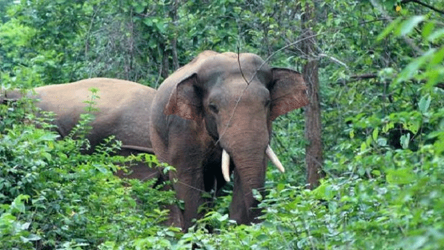 বন্য হাতি কেড়ে নিলো দুই জনের প্রাণ