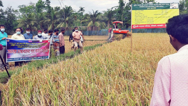 ফকিরহাটে সমলয় পদ্ধতিতে চাষকৃত হাইব্রিড বোরো ধান কর্তন শুরু