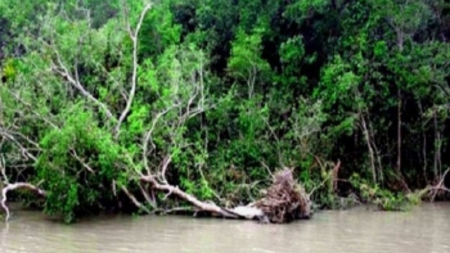 ঘূর্ণিঝড়ে সুন্দরবনে ক্ষতি ৬০ লাখ টাকা