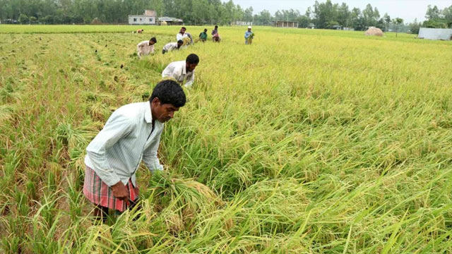 গাইবান্ধায় বোরো ধান কেটে ঘরে তুলতে ব্যস্ত কৃষক!