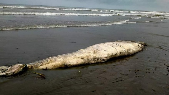 টেকনাফের সৈকতে মৃত তিমি