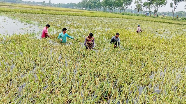 বন্যা শেষেই শুরু ক্ষতিগ্রস্ত কৃষকদের পুনর্বাসন