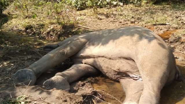 শেরপুরের সীমান্ত এলাকা থেকে বন্যহাতির মরদেহ উদ্ধার