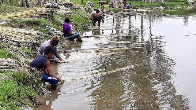 ঘোড়াঘাটে পাটের ভালো ফলন ভালো দামে কৃষকের মুখে হাসি। পঁচানো পাটের আঁশ ছাড়াতে ব্যস্ত শ্রমিকরা ।