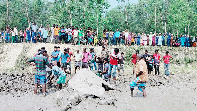 ছবি: সংগৃহীত