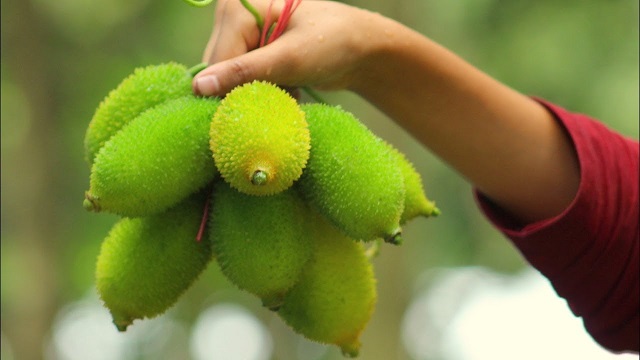 রোগ প্রতিরোধে কাঁকরোলের উপকারিতা