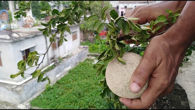 ছাদ বাগানে বেল চাষ পদ্ধতি