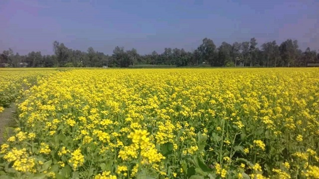 ভোজ্য তেলের দাম বৃদ্ধি পাওয়ায় সরিষার আবাদ বেড়েছে