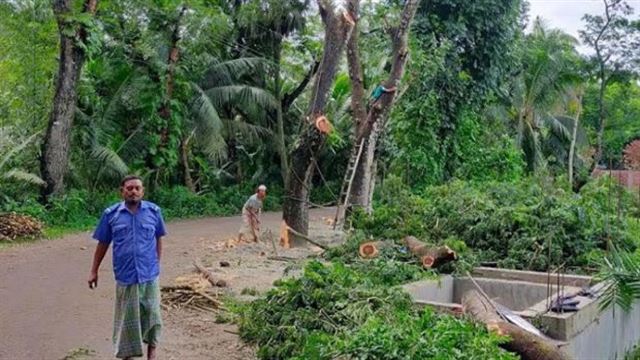 গাছ কাটতে অনুমতি নিতে হবে সরকারের