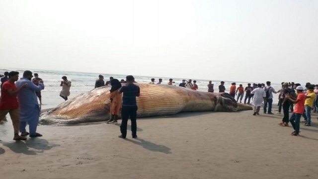 কক্সবাজারের সৈকতে মিলল আরেকটি তিমির লাশ